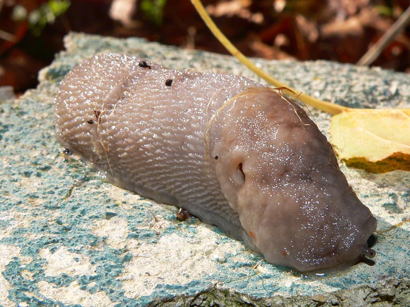 Limax bivonae da Palazzo Adriano (PA)